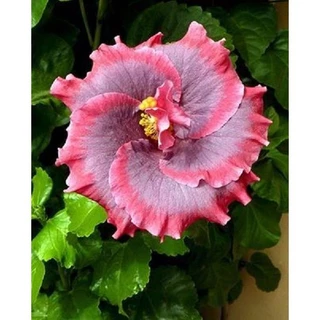 100 sements,hibisco rosa espiral ,com manual de cultivo pronta entre envio imediato em 24h