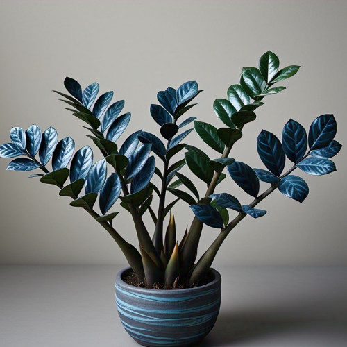 Zamioculcas Tempestade Azul imagem 2