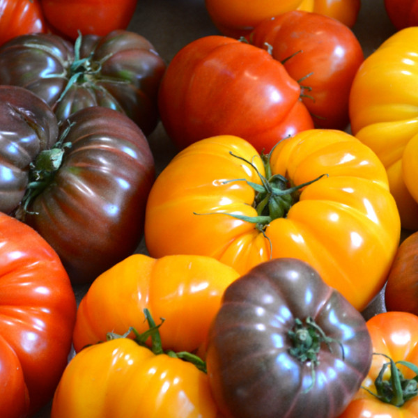 Heritage Heirloom Tomato 200 500 Sementes - Mistura de Sementes de Tomate Heirloom Sementes de Tomate Raras - Sementes d