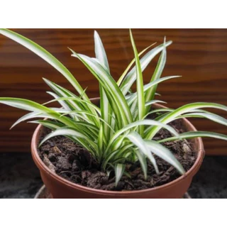 Planta Aranha Pérola Verde 200 500 sementes