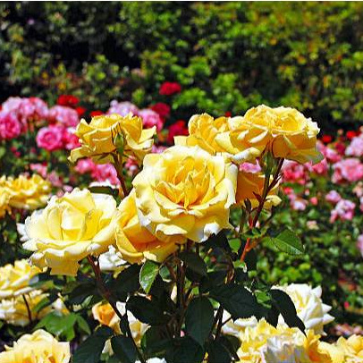 Sementes de rosas - imagem 2