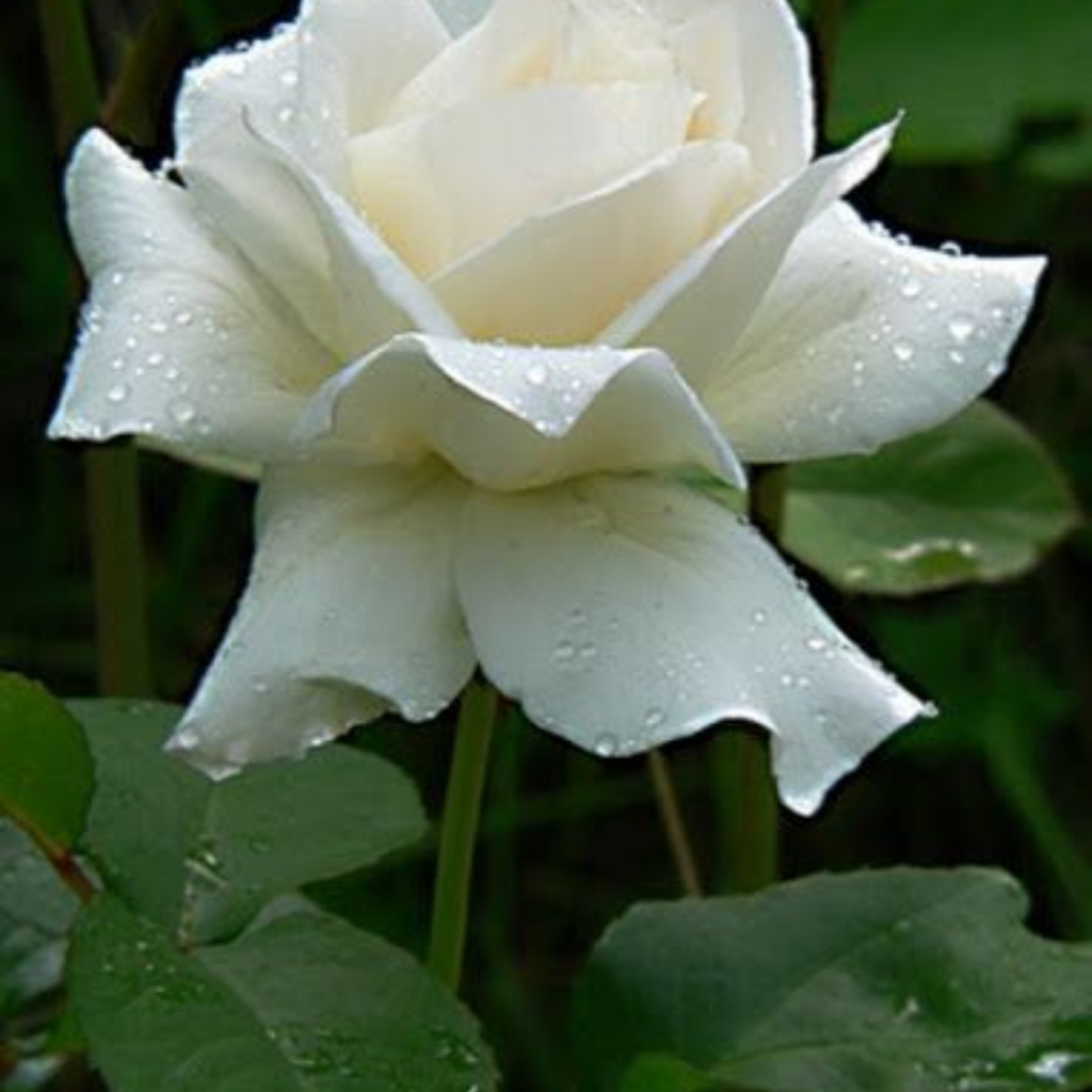 Rosa branca grande - imagem 1