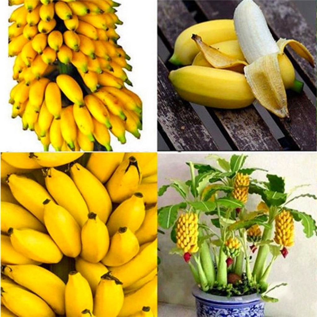 Mini Bananeira Imagem 4