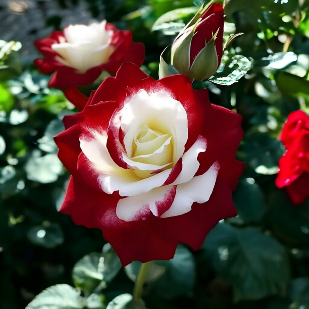 Rosa mesclada florescendo – imagem 1