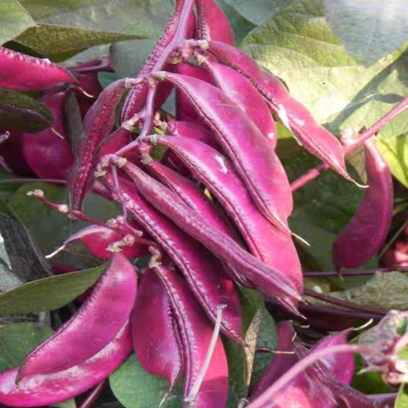 200 500 Sementes de Feijão Roxo de Alta Produção, Colheita Rápida ...