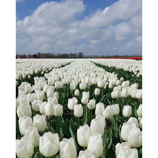 100 sements tulipa branca com manual de cultivo