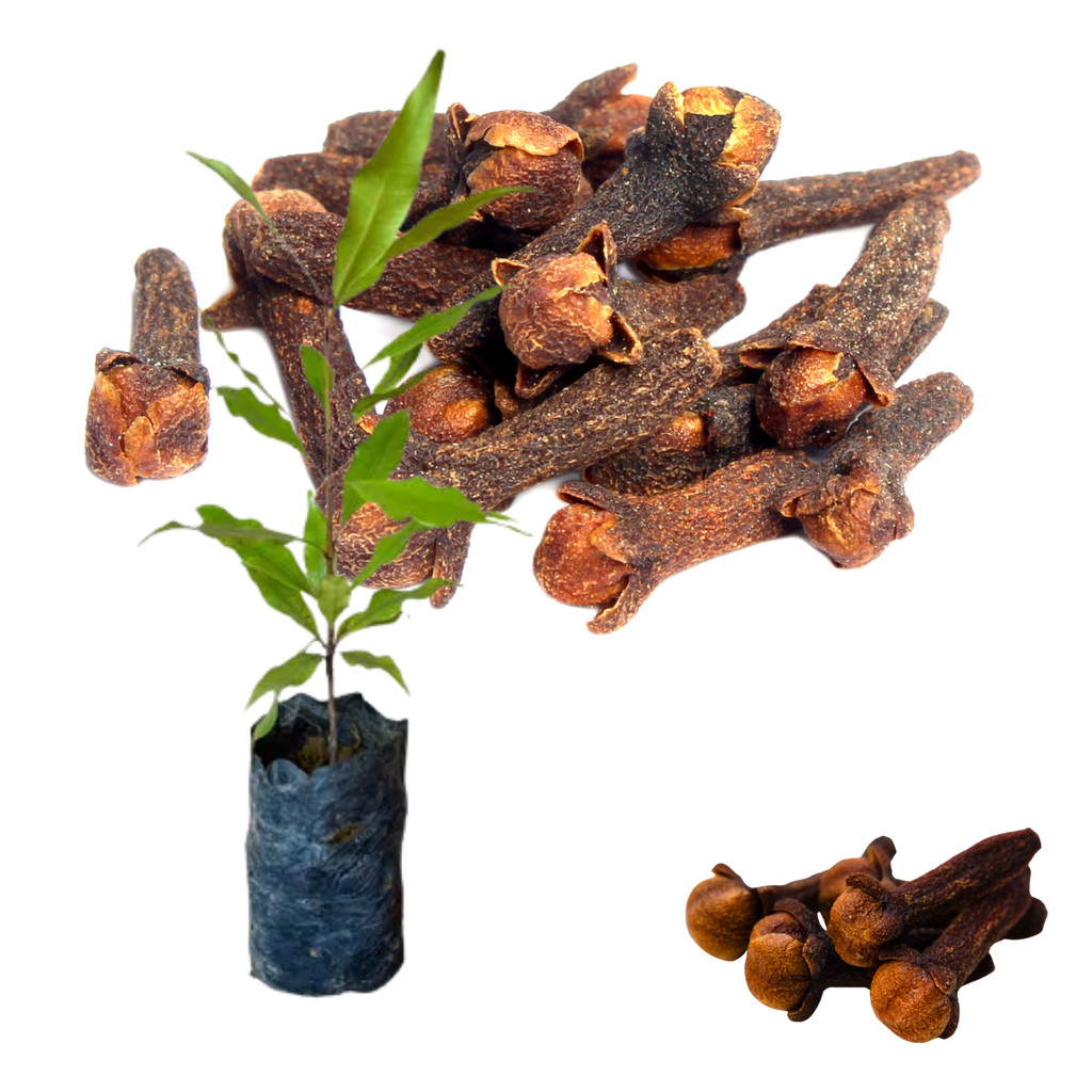Muda Grande De Cravo-da-Índia - Syzygium aromaticum - Temperos | Shopee ...
