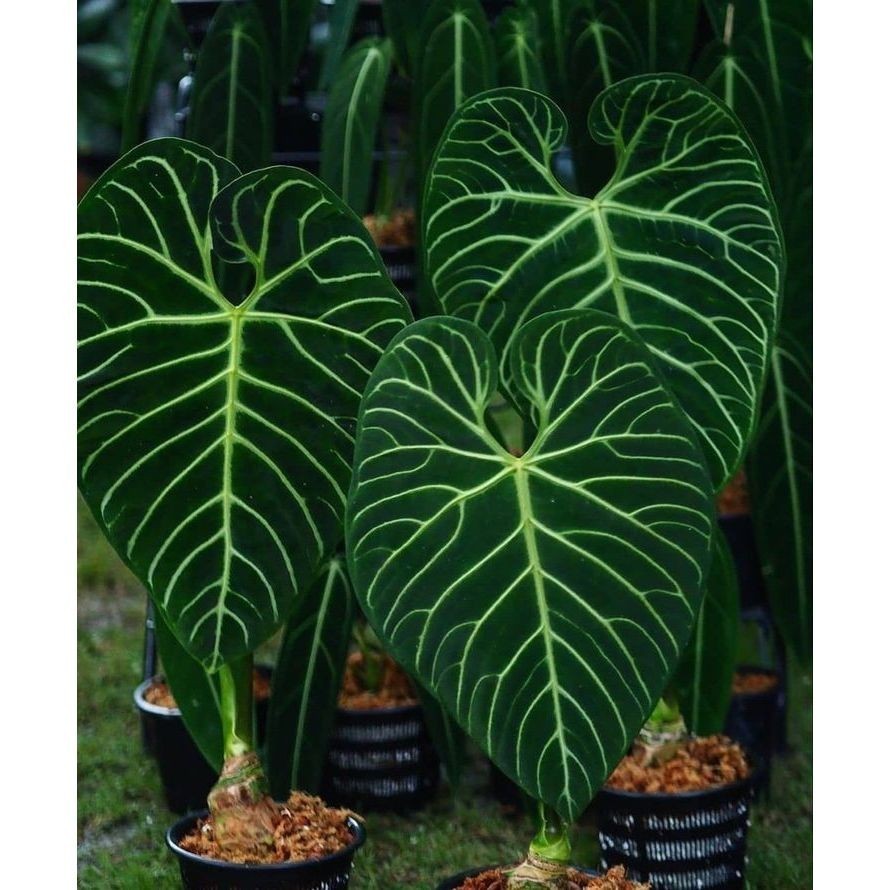 Caladium Lemonade - imagem 1