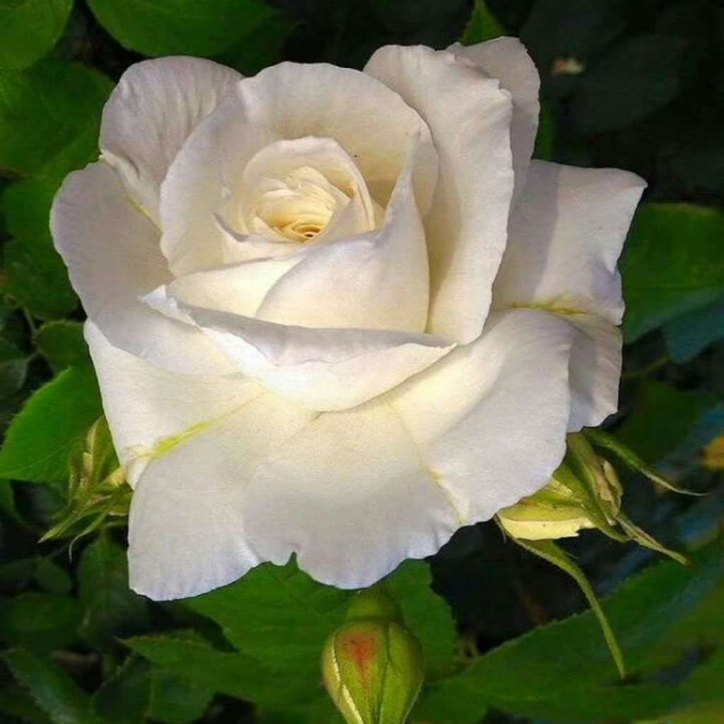 Rosa branca grande - imagem 3