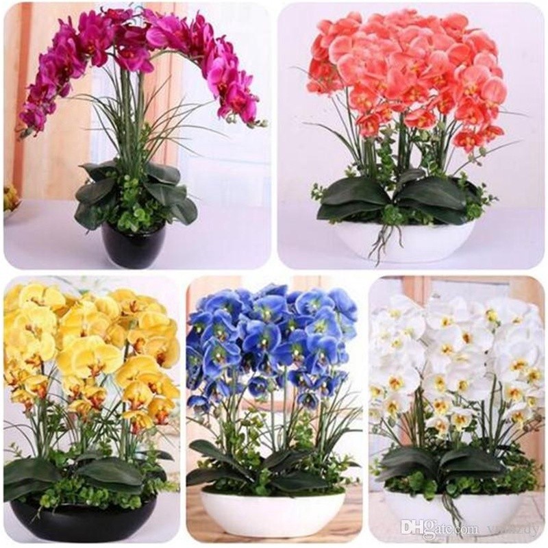 Sementes de flores variadas e orquídeas - imagem 4