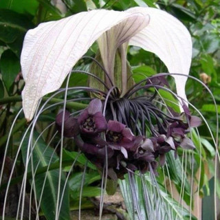 Orquídea Cattleya em Promoção na Shopee Brasil 2026
