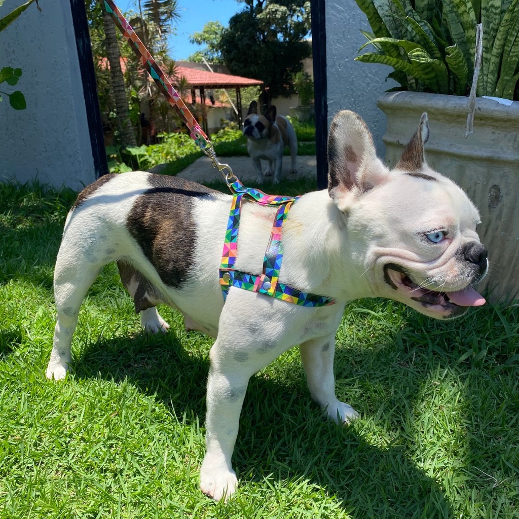 Coleira Peitoral para cachorro pequenos e médios com guia para pet tipo ...