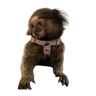 Coleira Pet Sagui Peitoral Com Guia E Regulagem De Tamanho