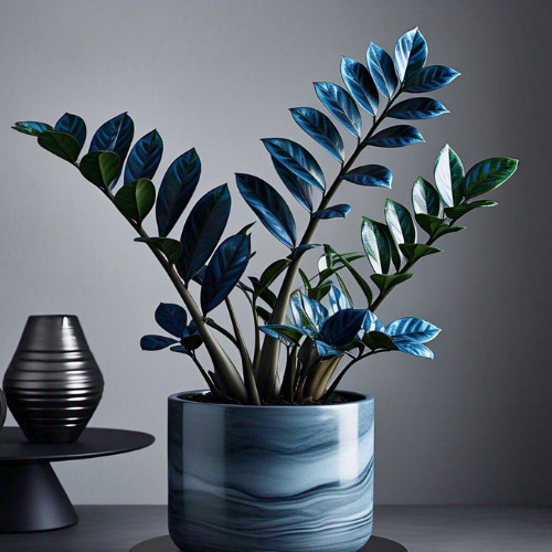 Zamioculcas Tempestade Azul imagem 1