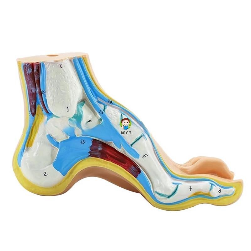 Modelo De Anatomia Do Pé , Humano , Normal De Plano Arco Músculo Pés ...