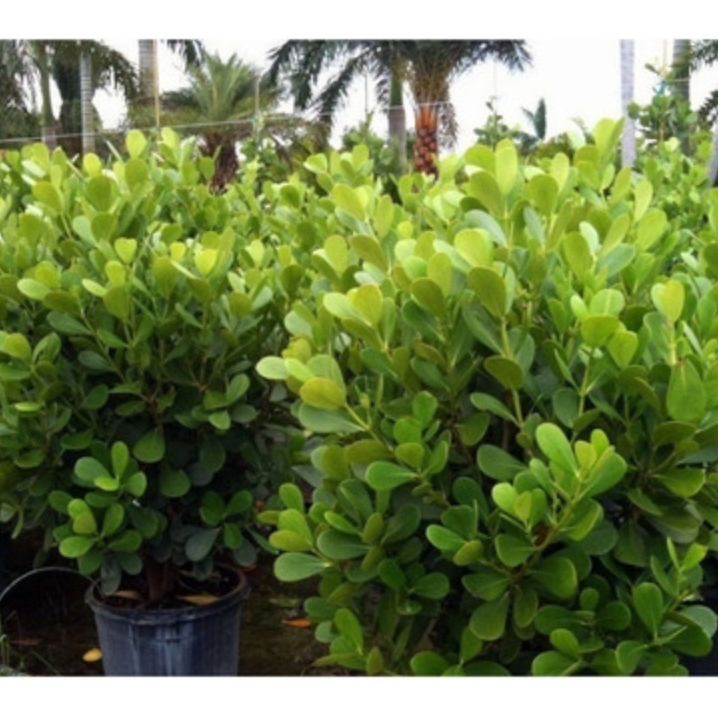 EXCLUSIVO 200 Sementes De Clusia Premium EXCLUSIVO