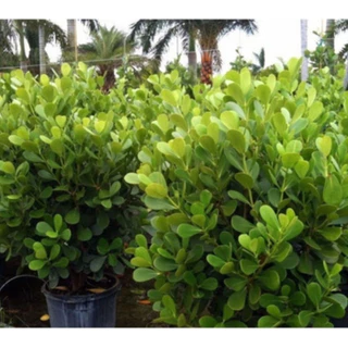 EXCLUSIVO 200 Sementes De Clusia Premium EXCLUSIVO