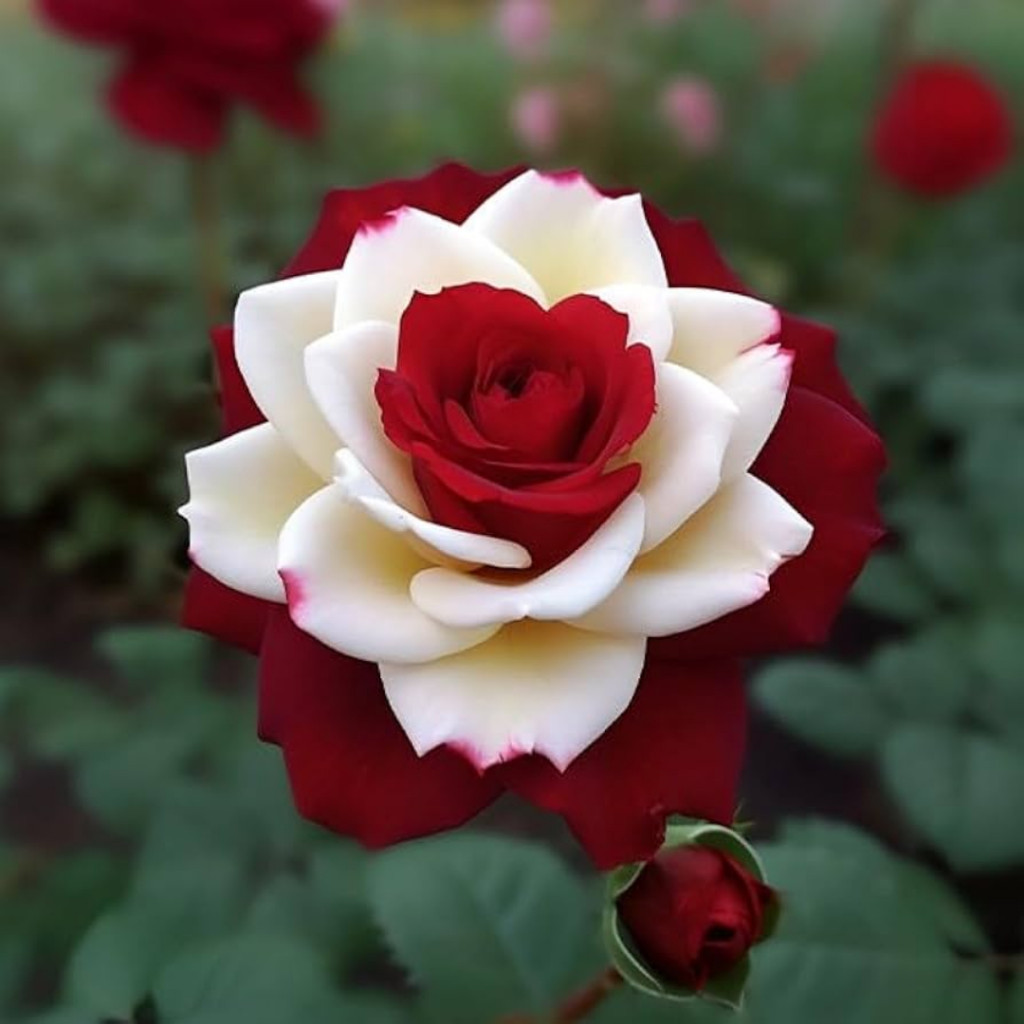 Rosa mesclada em vaso – imagem 2