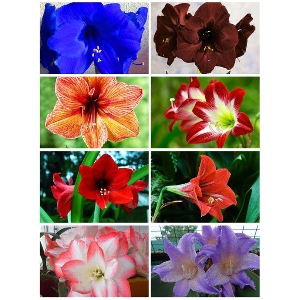 Bulbo de Clivia Miniata: Onde Comprar | BuscaProdutos