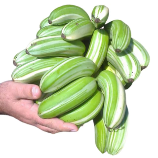 100 sements banana listrada musa Ae Ae com manual de cultivo