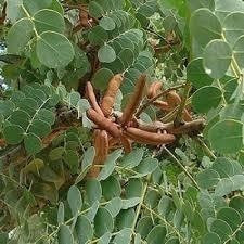 200 Sementes de Grama de Cânhamo Baba com Manual de Cultivo Envio Rápido