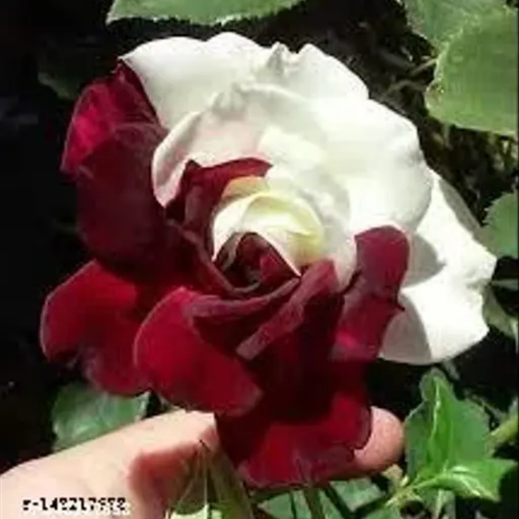 Visual ornamental da rosa mesclada – imagem 5