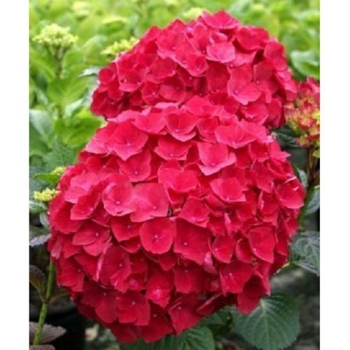 Sementes De Hortensia Vermelha