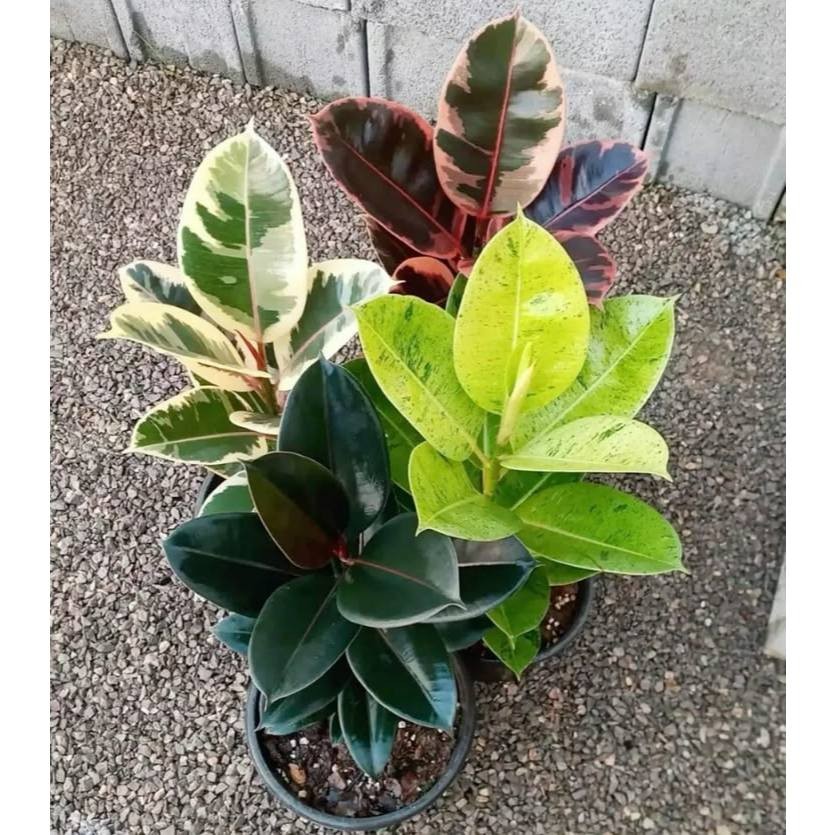 Ficus elastica Mix - sementes
