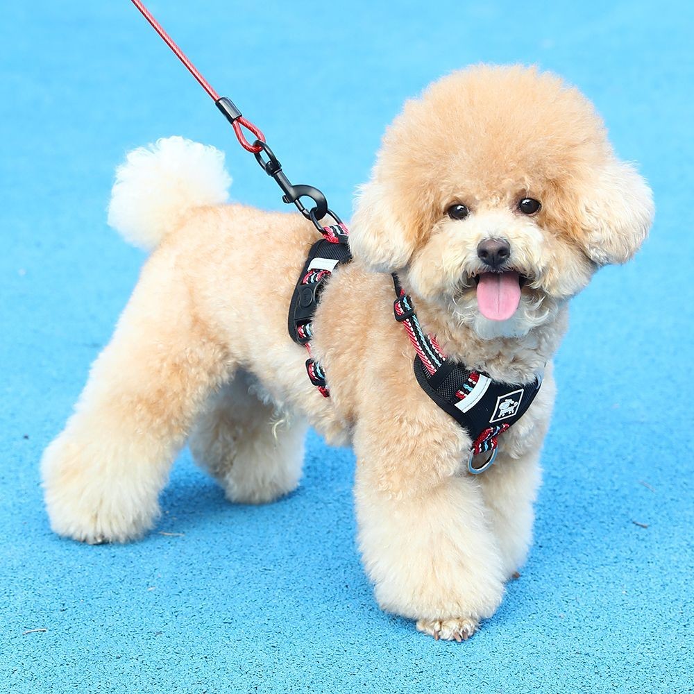 Coleira de Cachorro para Cães Pequenos e Médios Teddy Bichon Shiba Inu ...