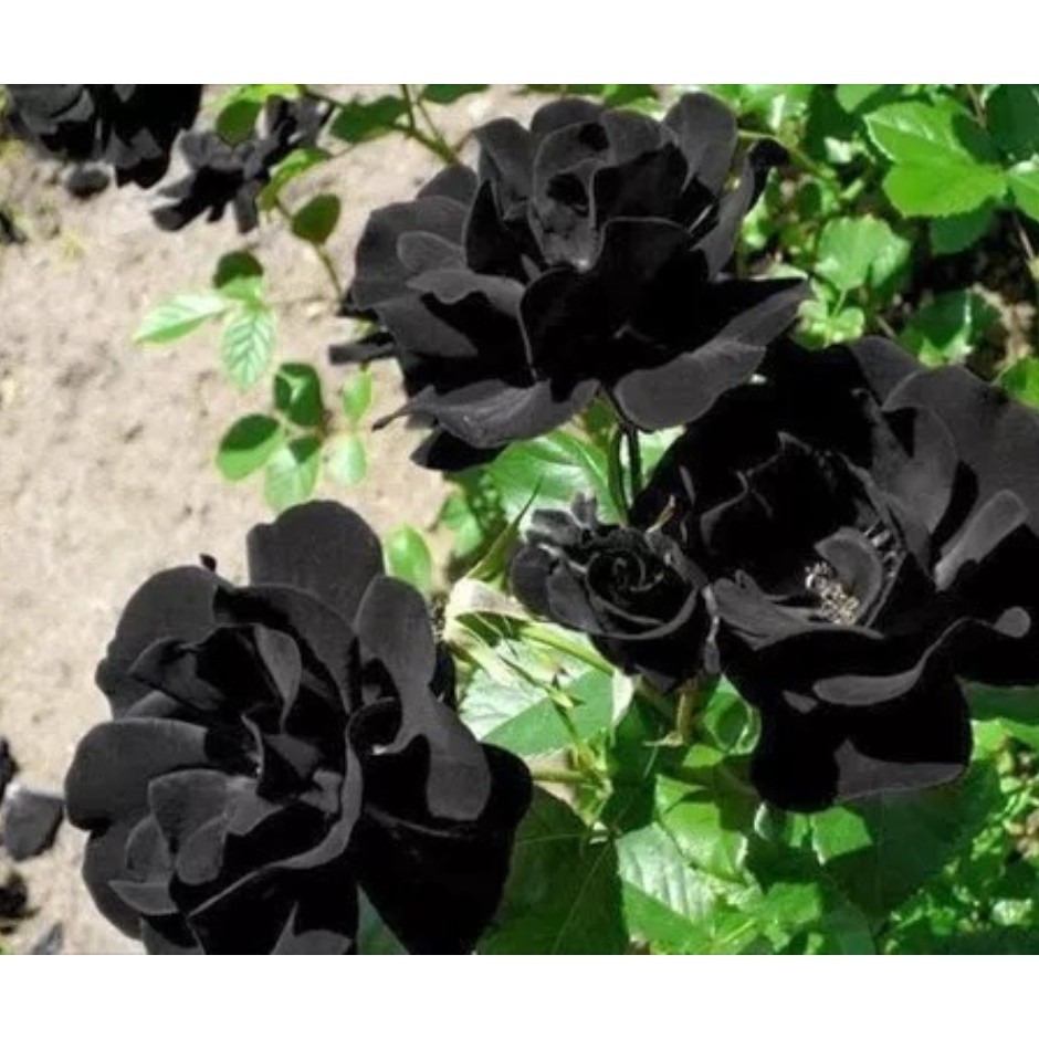 Semente de Rosa Negra Rara