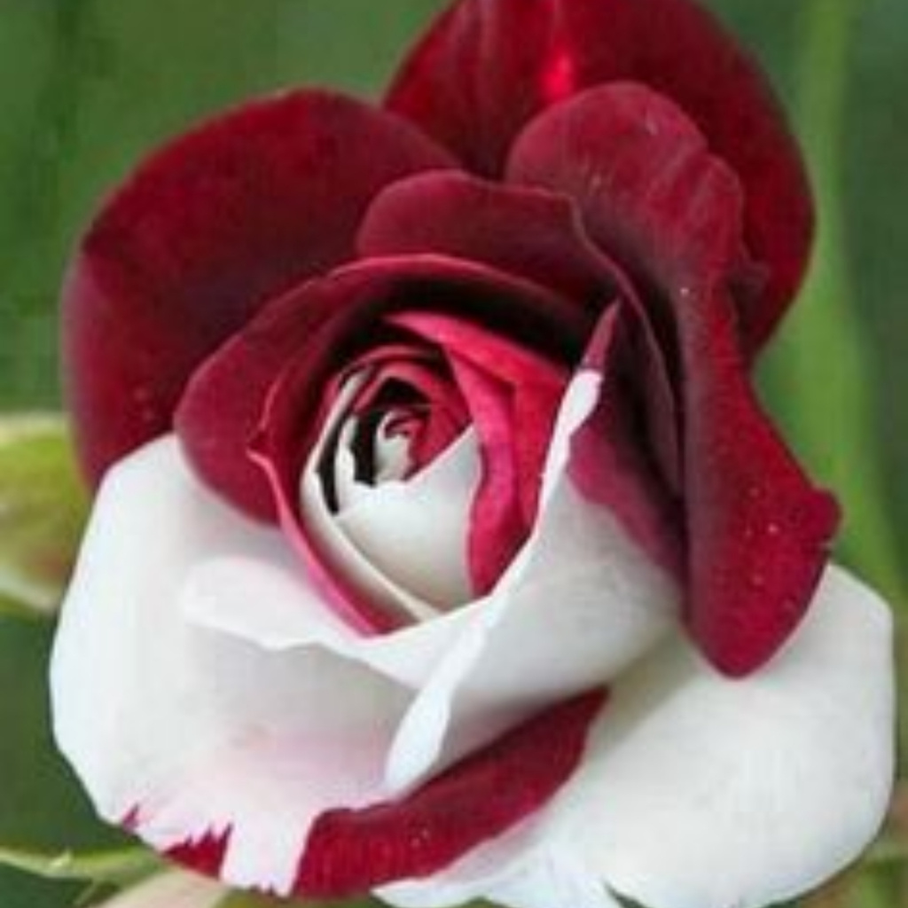 Detalhe da rosa mesclada – imagem 3