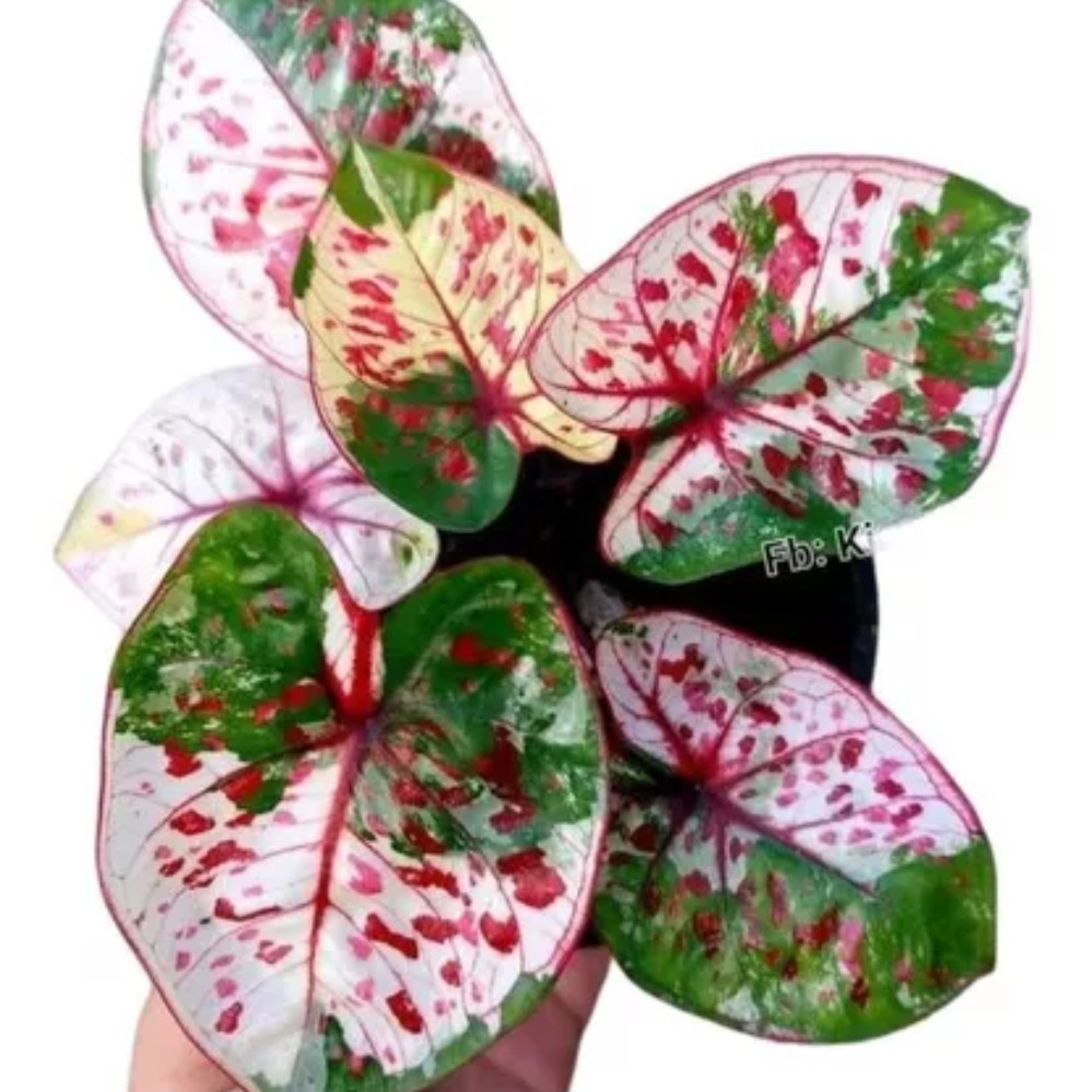 Semente Caladium Kim Tanes 1
