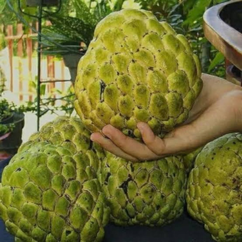 200 sementes gigantes de frutas Atemoan, envio rápido | Shopee Brasil