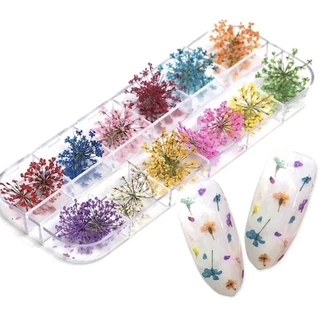 Flores Secas para Unhas de Gel - Kit com 12 unidades para Encapsulamento (S015) em Oferta na Shopee