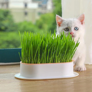 Pote Reutilizável De Cultivo De Brotos Para Gatos De Estimação Plantas Hidropônicas Grama Caixa Estufas