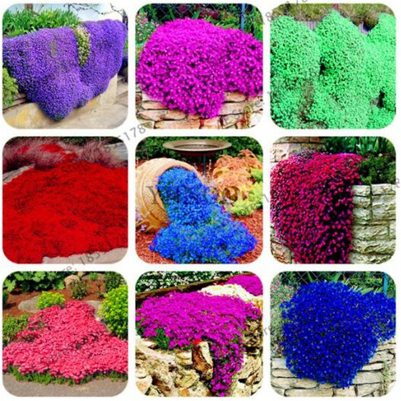 Pcs Rare ROCK CRESS 200 500 Sementes Planta trepadora Sementes de ...
