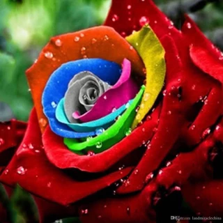 800 sementes de rosas sortidas mix coloridas azul arco-iris verde laranja roxa e outras