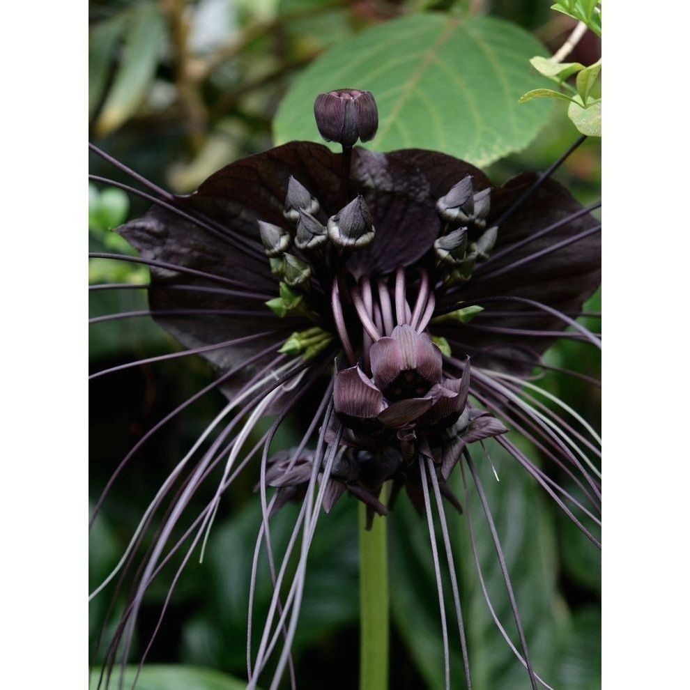 100 sementes flor de morcego preto com manual de cultivo pronta entrega ...
