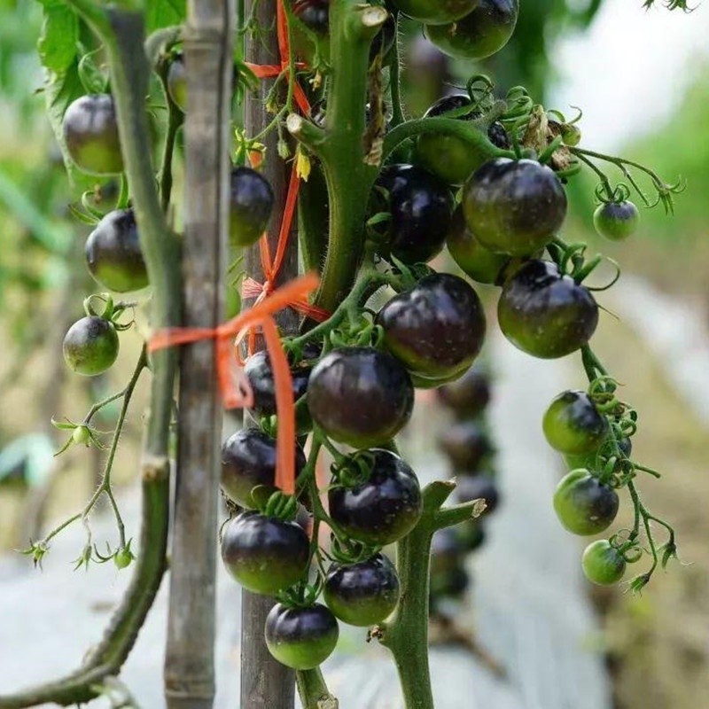 [Germinação Rápida] Pronta Entrega em Pcs Locais Tomate Cereja Preto ...
