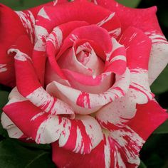 100 sementes de rosa bicolor com manual de plantio p9 ll | Shopee