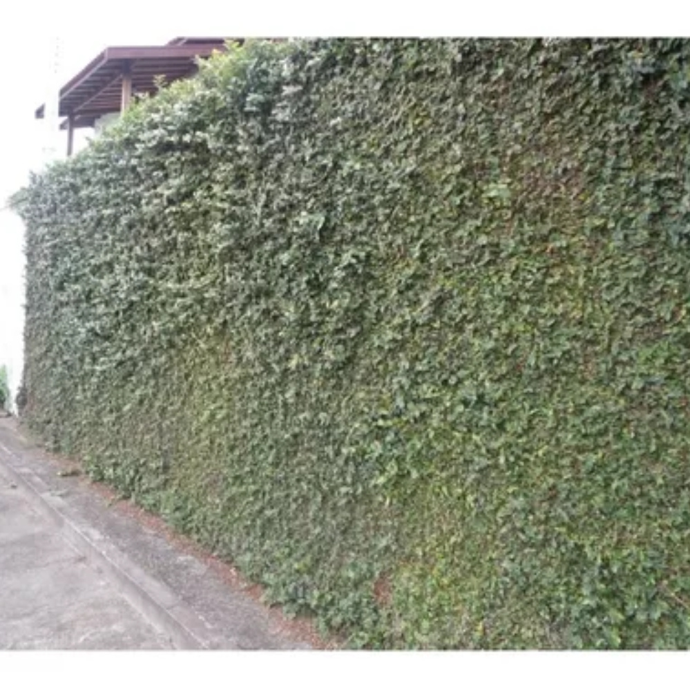Sementes de trepadeira unha de gato 2