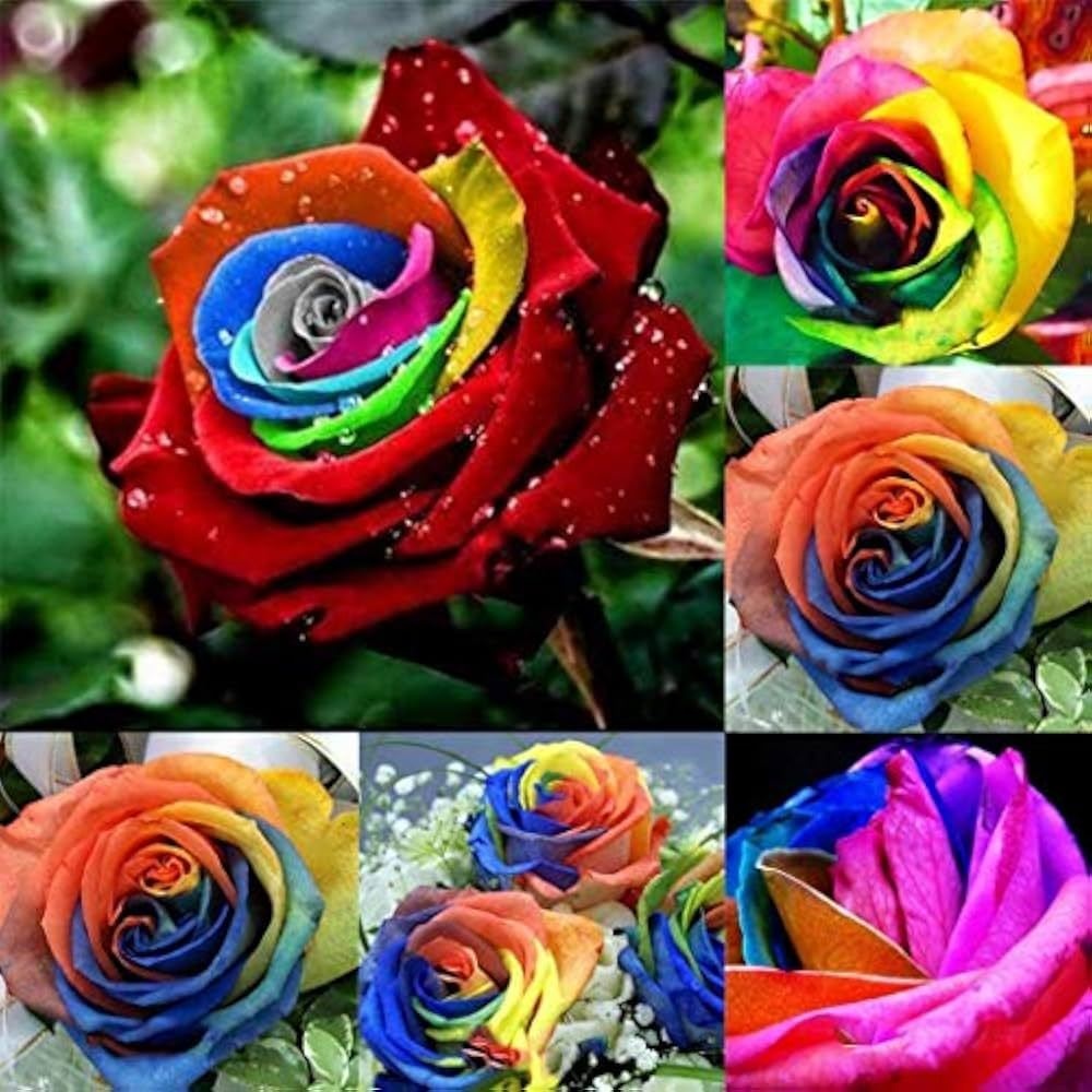 Imagem 2