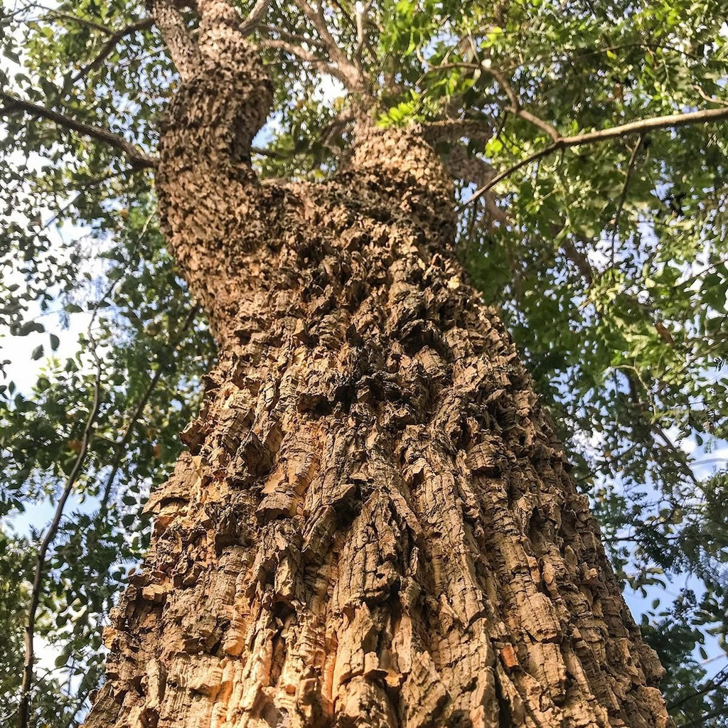 Sementes Mulungu Eritrina - imagem 5
