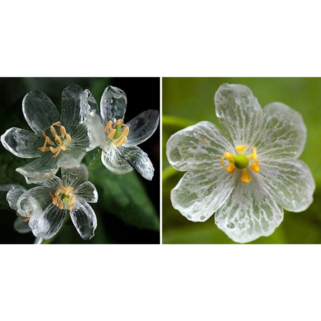 100 sements flor petalas de vidro rara com manual de cultivo | Shopee ...