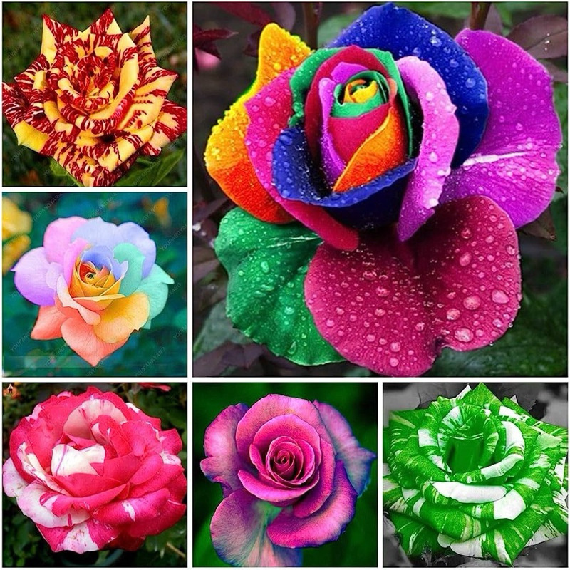 100 Sementes Flores Rosas Raras Lindas h | Shopee Brasil