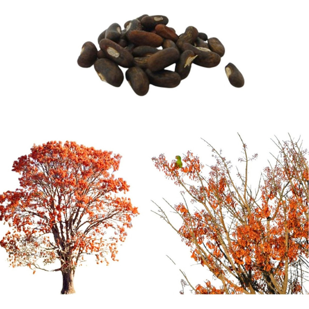 Sementes Mulungu Eritrina - imagem 2