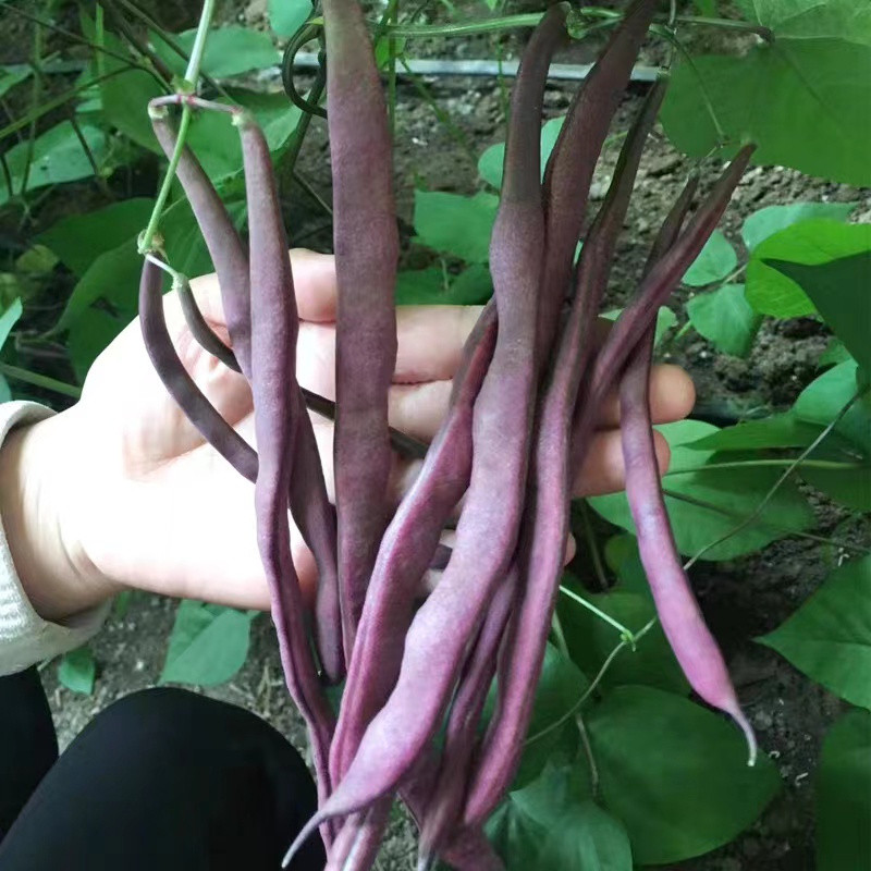Feijão Roxo 200 500 Sementes Sementes de Feijão Roxo de Alto Rendimento ...