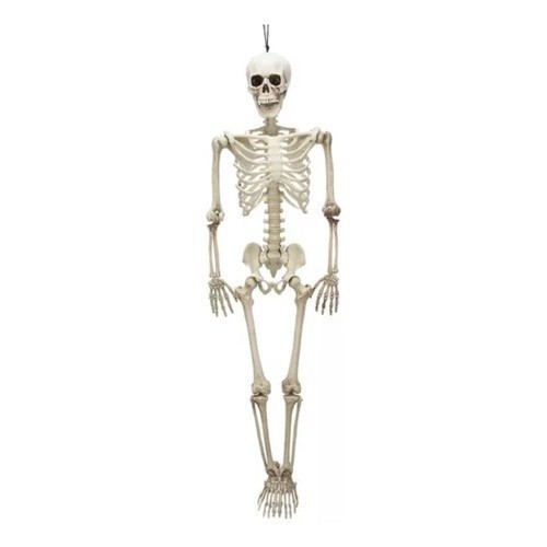 Caveira Esqueleto Grande Anatomia 1.65cm Articulado Halloween esqueleto para halloween caveira