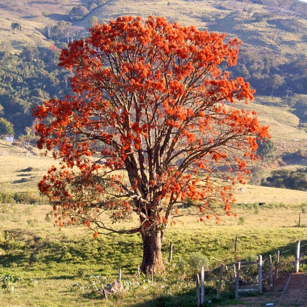 Sementes Mulungu Eritrina - imagem 4