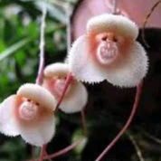 orquídea cara de mico 200 sementes selecionadas k3 hg